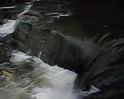 VIDEO 1,41Mb