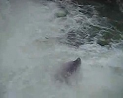 VIDEO 1,17Mb